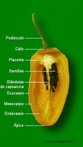 Anatomía de chile
